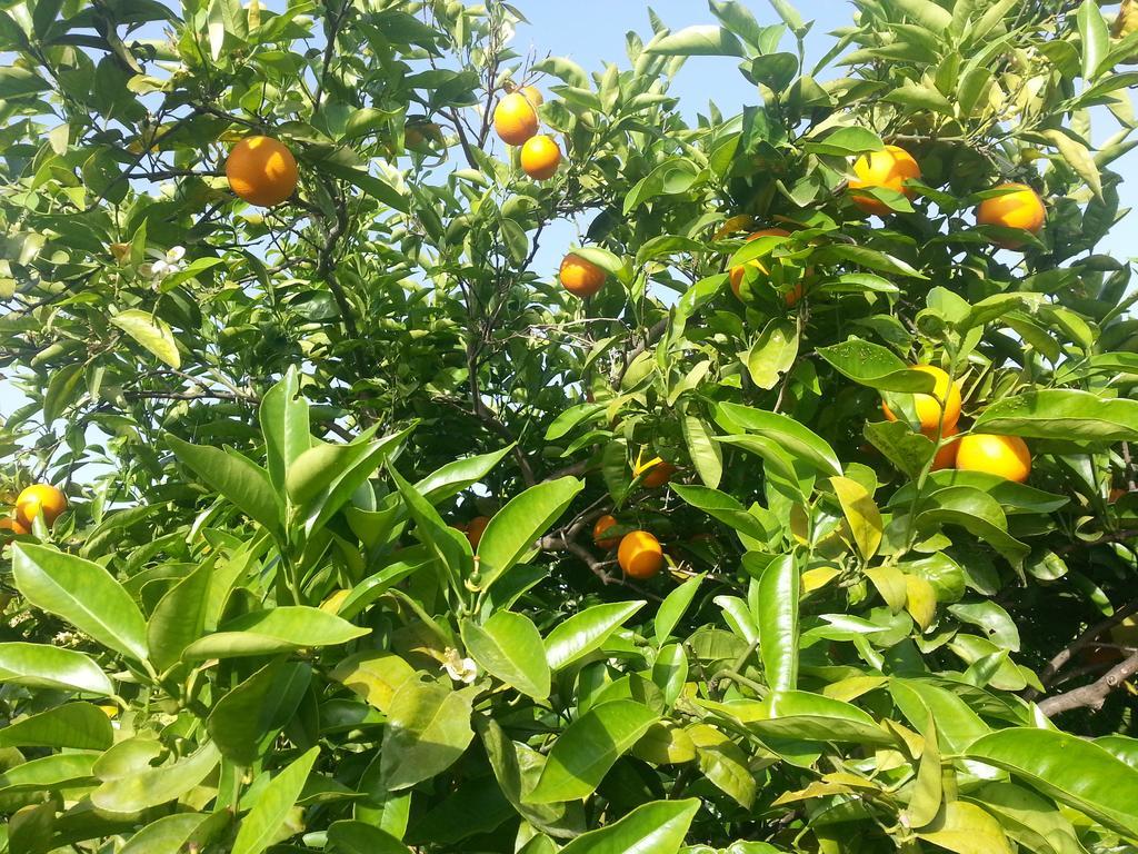 A Lumia Villa Noto Bagian luar foto