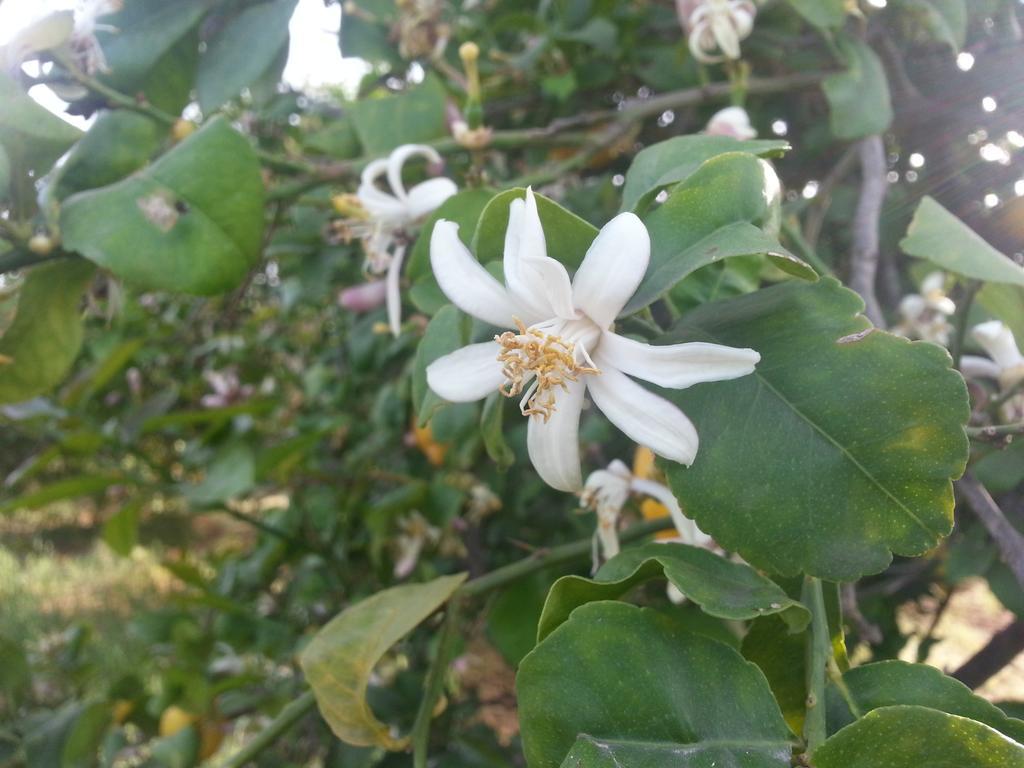 A Lumia Villa Noto Bagian luar foto